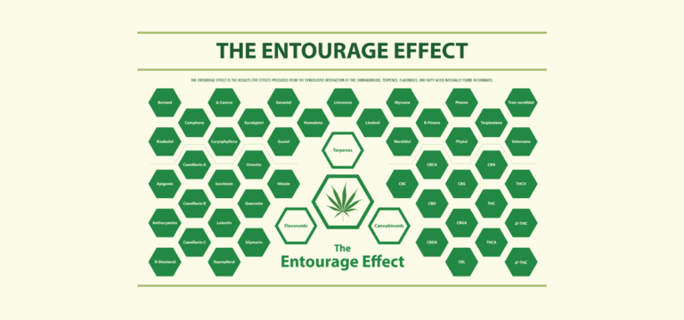 Read more about the article Exploring Cannabis Terpenes, Their Effects, and the Entourage Effect