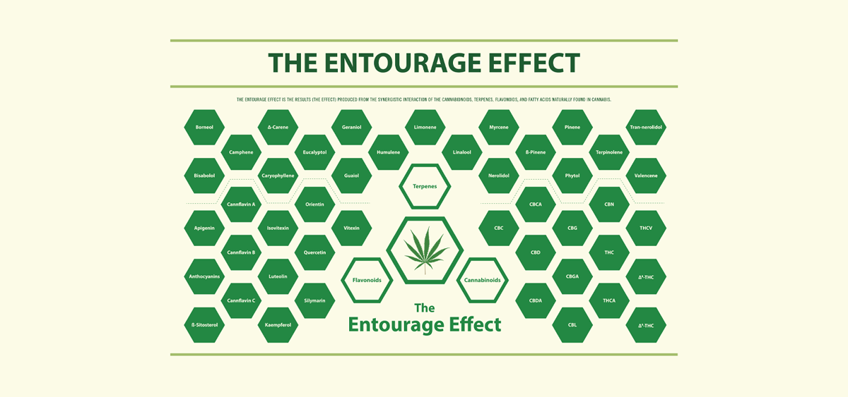 You are currently viewing Exploring Cannabis Terpenes, Their Effects, and the Entourage Effect